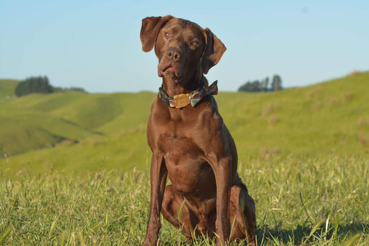 Dog Daycare & Boarding